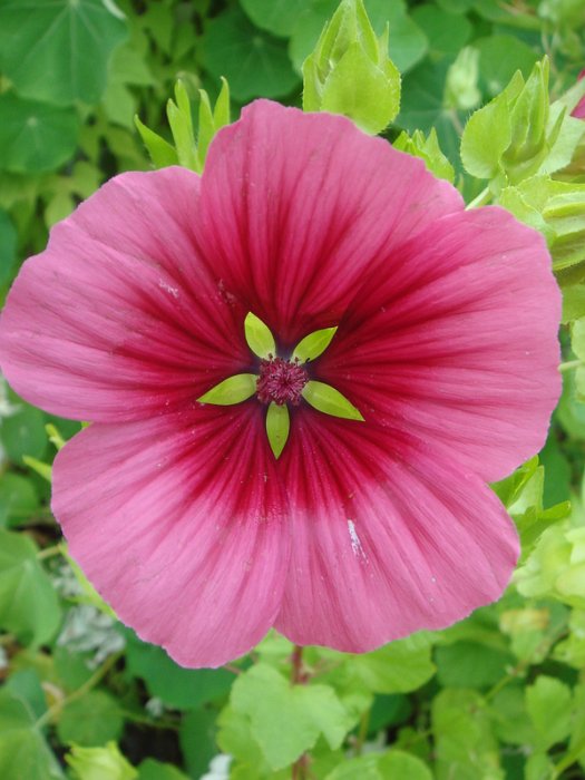 Malope trifida fleur (2)